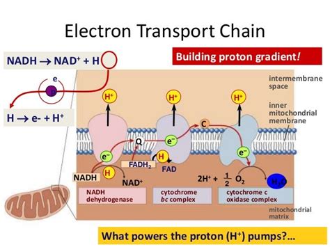 electron transport chain slideshare|etc biochemistry.